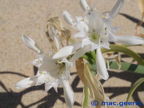 Pancratium maritimum